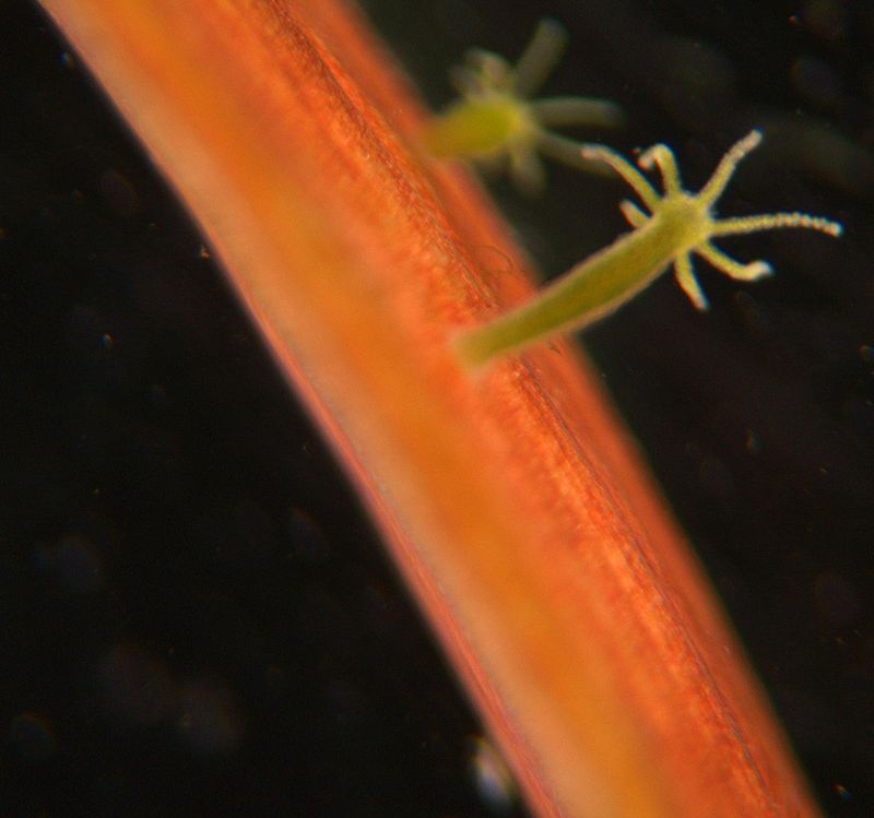 A bread-crumb sized Hydra resting on a twig in the shallows of a lake. It has a column-shaped body with tentacles around a mouth. It uses these tentacles to catch small crustacean prey.