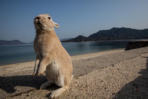 TAKEHARA, JAPAN - FEBRUARY 24: A rabbit waits for food at the beach on Okunoshima Island on February 24, 2014 in Takehara, Japan. Okunoshima is a small island located in the Inland Sea of Japan in Hiroshima Prefecture. The Island often called Usagi Jima or "Rabbit Island" is famous for it's rabbit population that has taken over the island and become a tourist attraction with many people coming to the feed the animals and enjoy the islands tourist facilities which include a resort, six hole golf course and camping grounds. During World War II the island was used as a poison gas facility. From 1929 to 1945, the Japanese Army produced five types of poison gas on Okunoshima Island. The island was so secret that local residents were told to keep away and it was removed from area maps. Today ruins of the old forts and chemical factories can be found all across the island. (Photo by Chris McGrath/Getty Images)