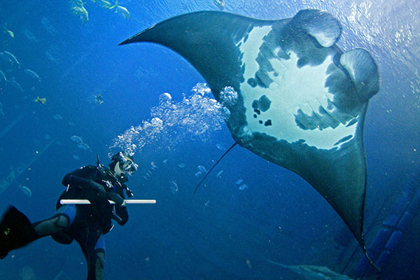 manta