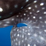 Sharks and lasers, not just for entertainment!