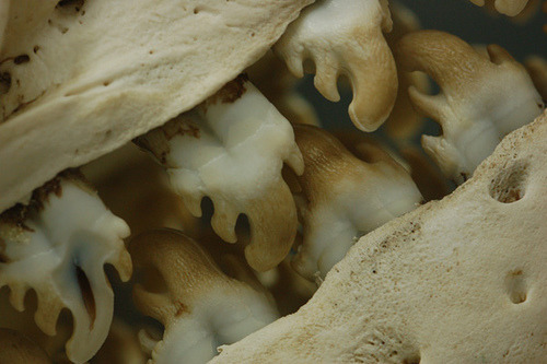 crabeatersealteeth Crabeater Seal teeth