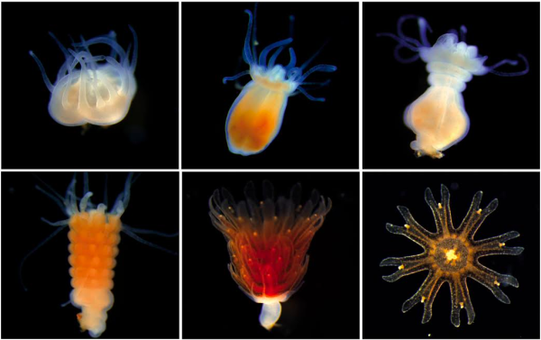 jellyfish being born A polyp makes jellyfish
